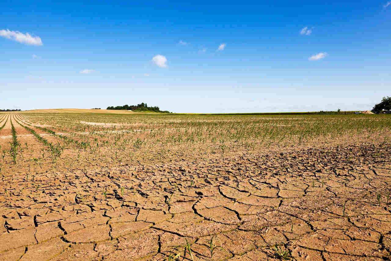 Como Combater A Seca E Desertifica O A Es Pr Ticas Para O Dia A