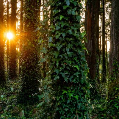 Sem planos para o fim de semana? Visite Sintra de forma sustentável